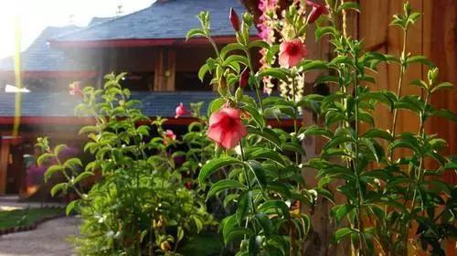 西双版纳旅游发展趋势,世界文化旅游名城西双版纳