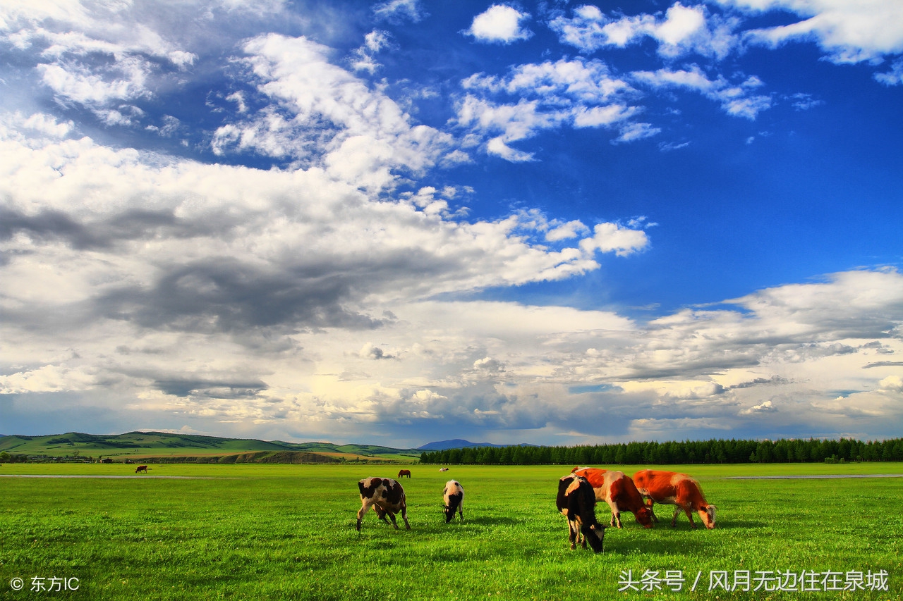 蒙古马和套马图片,蒙古套马绳子教学