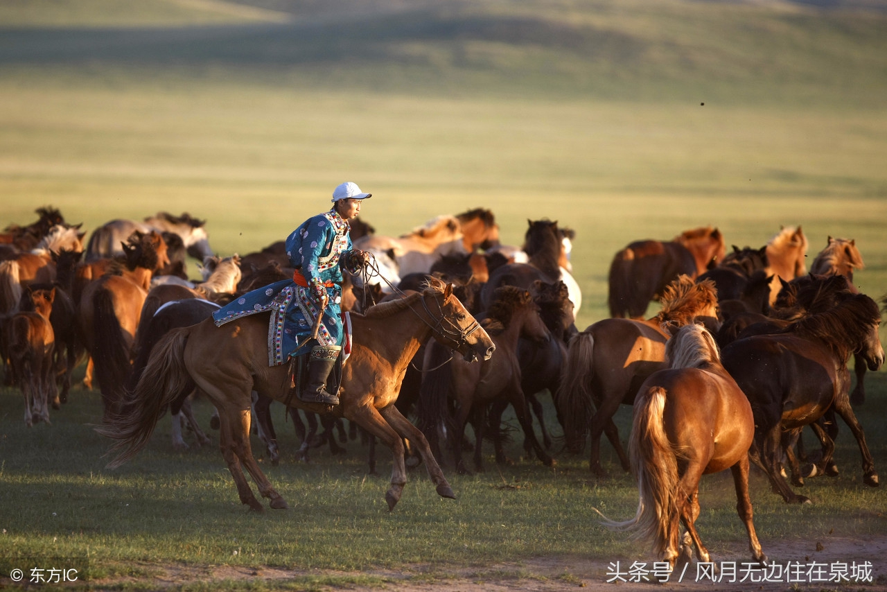 蒙古马和套马图片,蒙古套马绳子教学