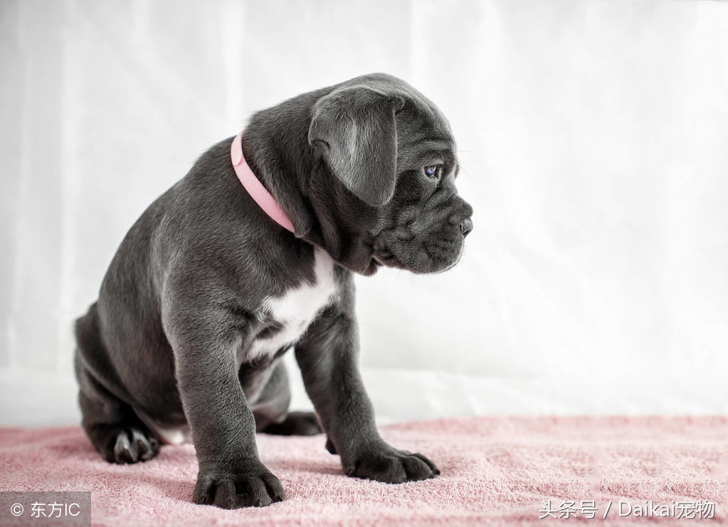 卡斯罗5个月吐拉稀站不起来,卡斯罗三个月突然食欲不好