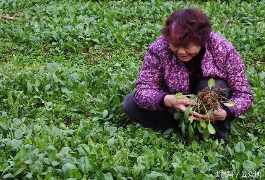 菠菜长白点怎么回事,菠菜长黑斑用什么药
