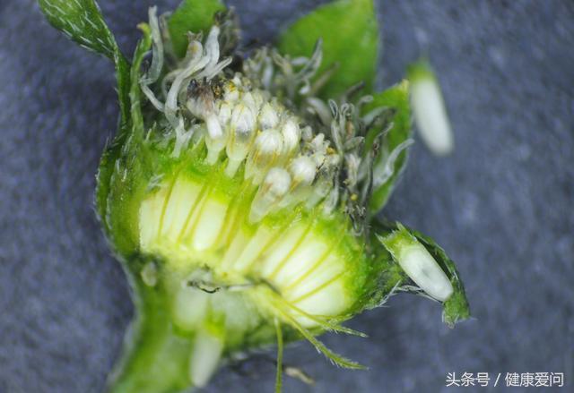 每日一味中药墨旱莲,每日学一味中药牛膝