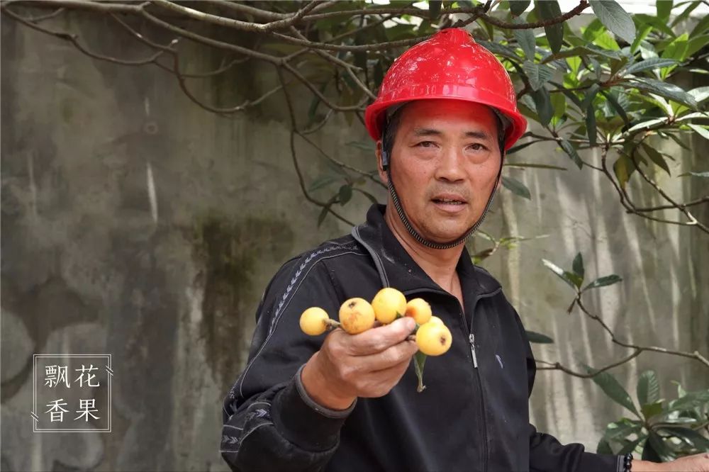 糖度28度,全世界最甜的枇杷