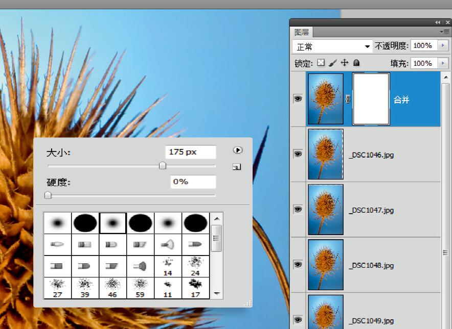 微距摄影后期合成,微距照片景深合成