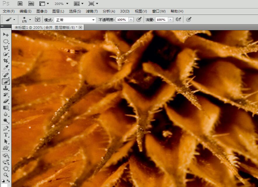 微距摄影后期合成,微距照片景深合成