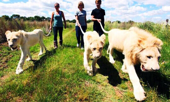 一海一世界完整视频,一海一世界一船一菩提