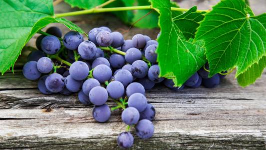 葡萄用什么药防治病虫害,葡萄防病虫害及用药管理方法