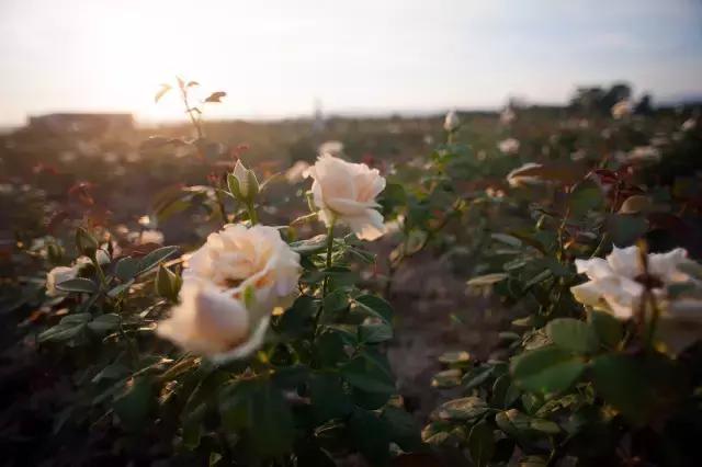 怀化的地名有哪些,怀化地名的由来