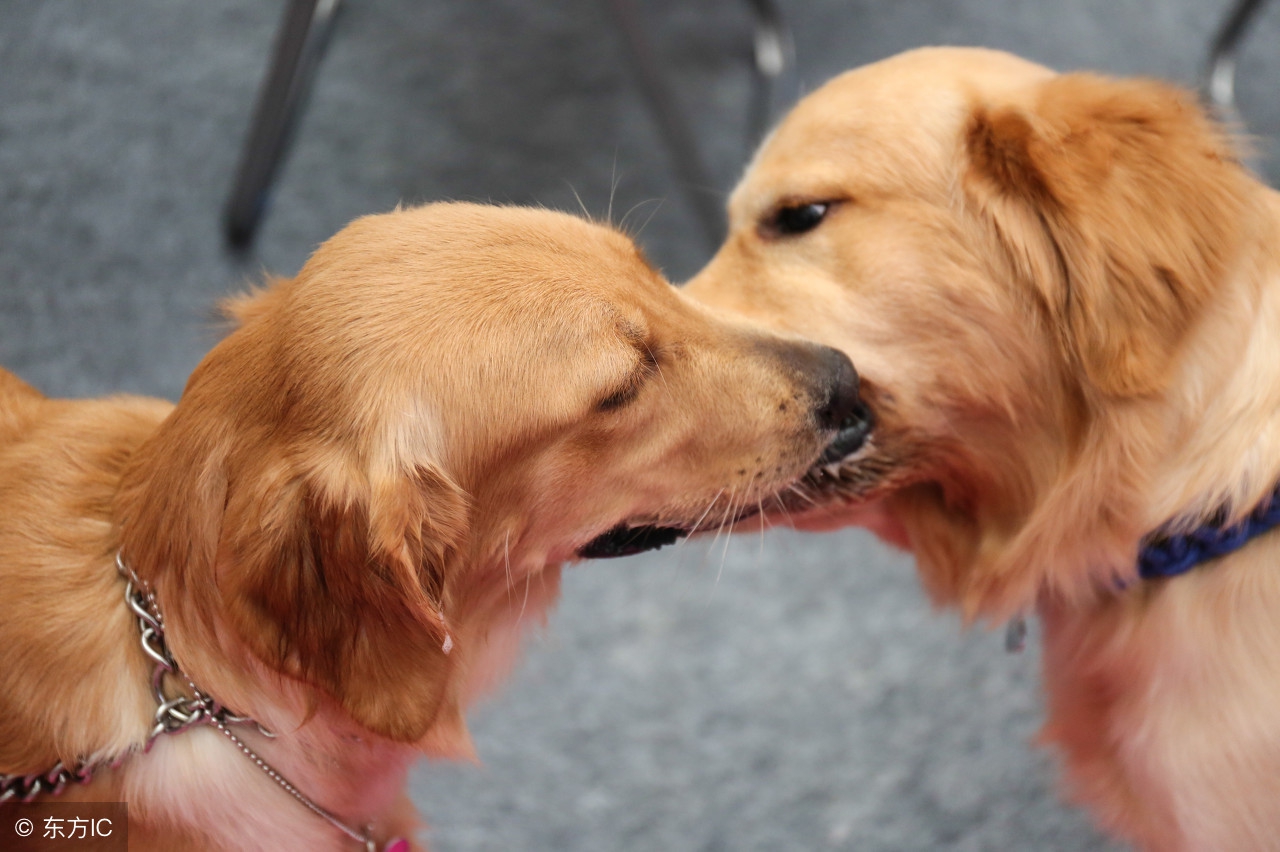 金毛幼犬不让吃狗粮,金毛幼犬不可以吃什么呢