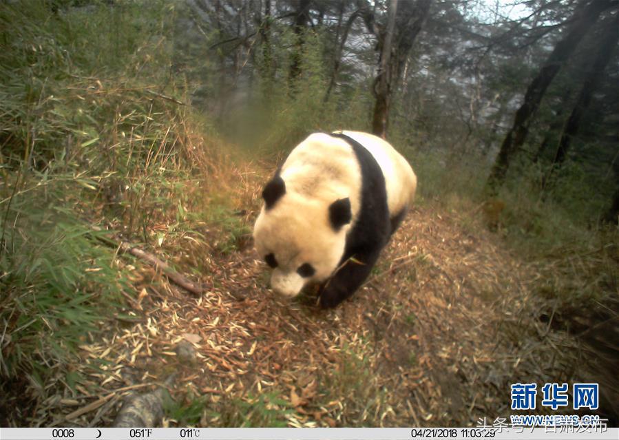 对野生大熊猫的保护,野生大熊猫保护好消息