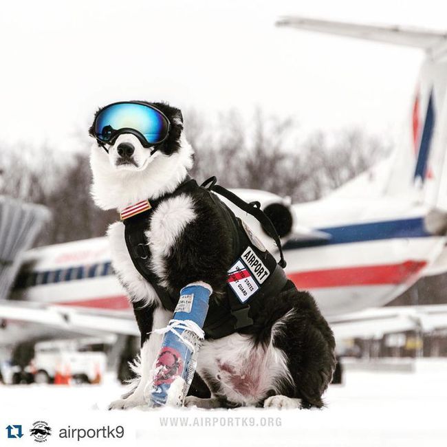 派波——一只机场执勤的边境“牧鸟”犬