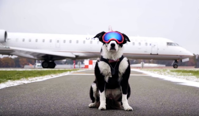 派波——一只机场执勤的边境“牧鸟”犬