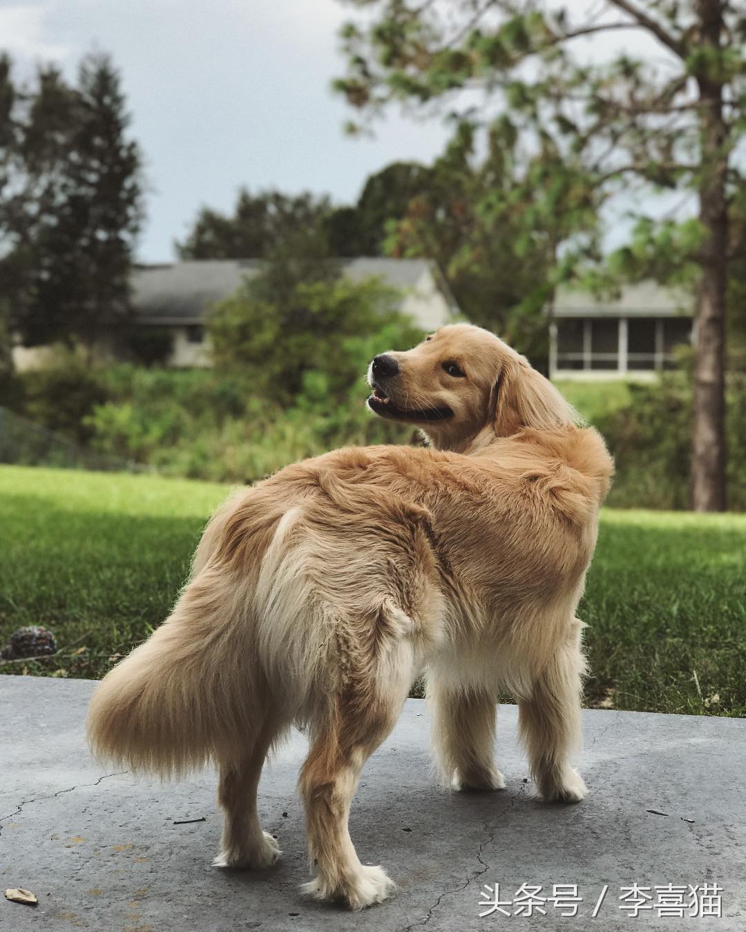 金毛幼犬是不是都很调皮,金毛狗狗太有灵气了