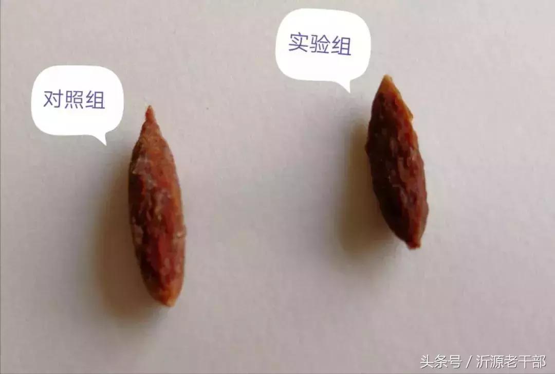 协和医院吞枣核,医生自救误吞枣核