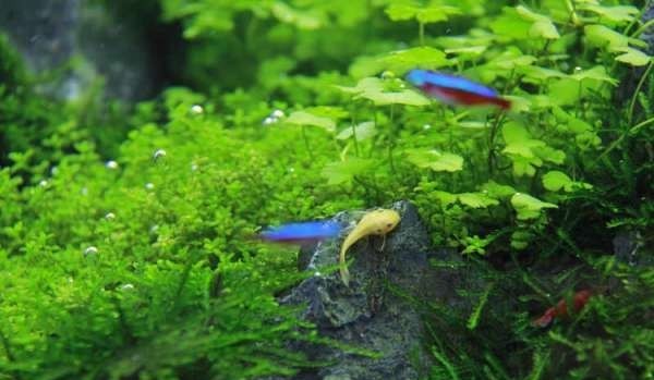 如何布置鱼缸水草造景,峡谷河流鱼缸