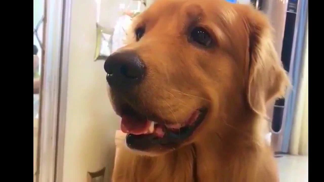 网红刘二豆和刘瓜子,会说话的刘二豆和瓜子battle