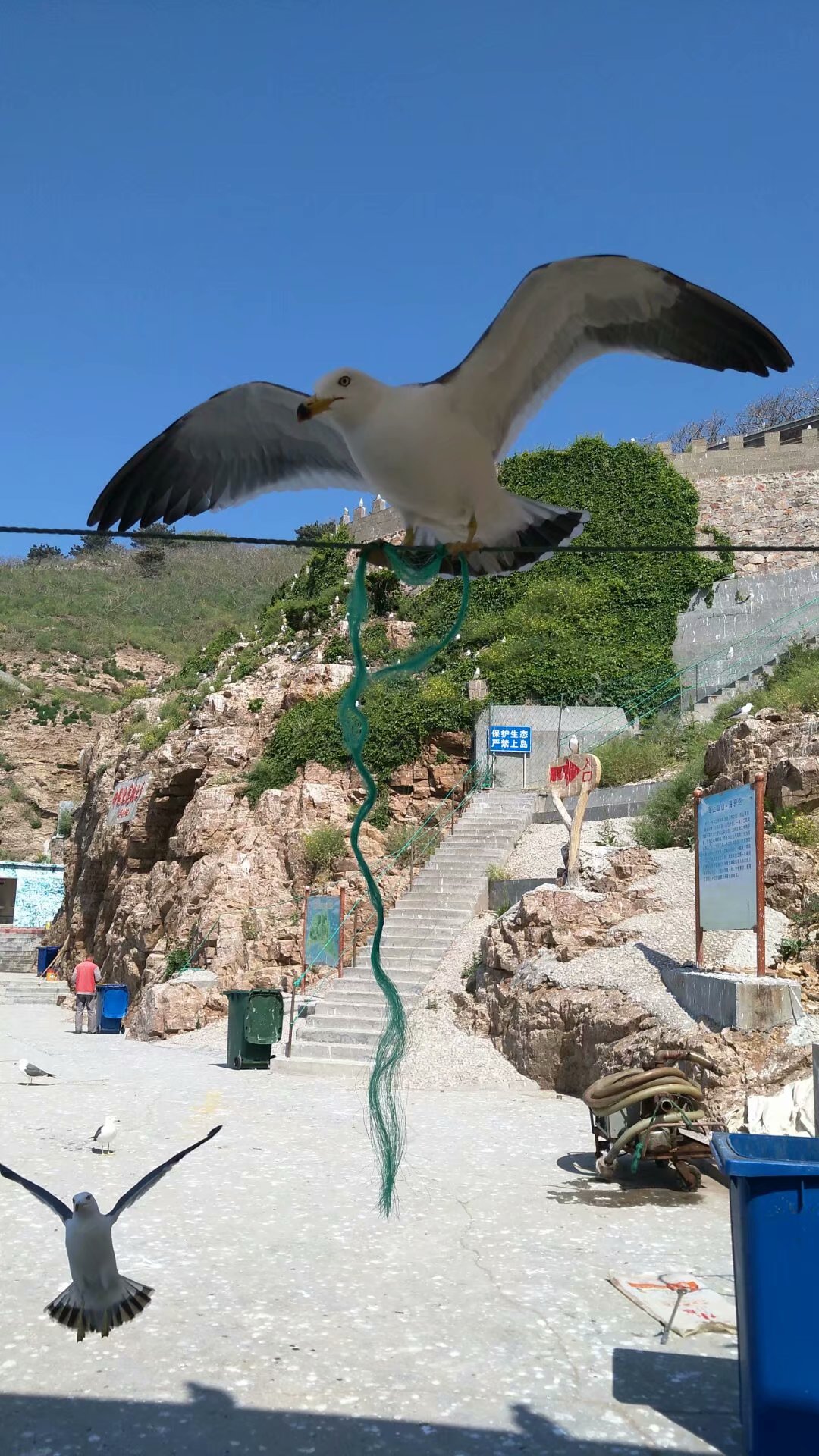 胶东海驴岛,长岛海驴岛