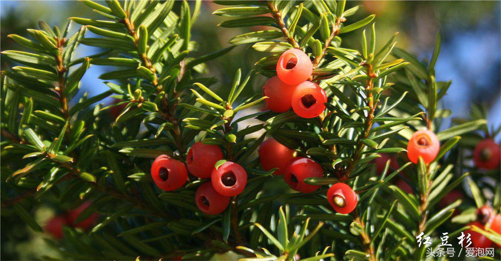 雅安川西竹海必去的三个地方,雅安东拉山大峡谷游记