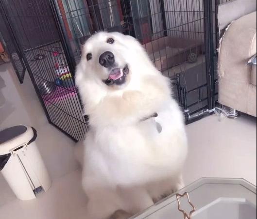 混血狗狗金毛和萨摩耶,萨摩耶和金毛杂交的狗狗啥样