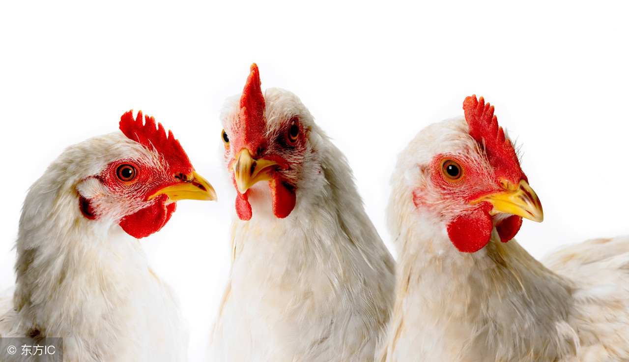 呼巴道说如何有效治疗当下家禽呼吸道病?