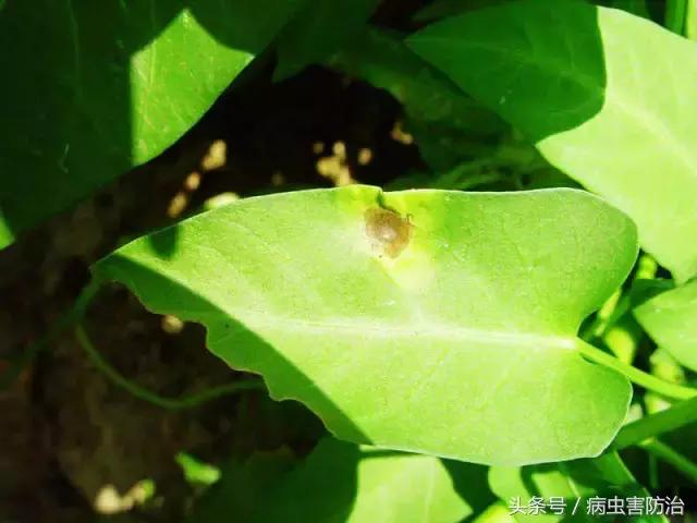 空心菜叶片出现黑斑土方法怎么治,空心菜最严重的病害是什么病