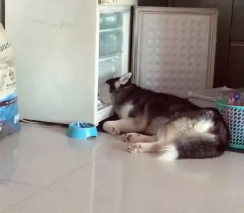 哈士奇vs雪橇犬,哈士奇是雪橇犬吧