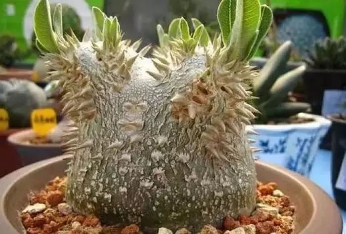 这工资还不够买一颗肉的……