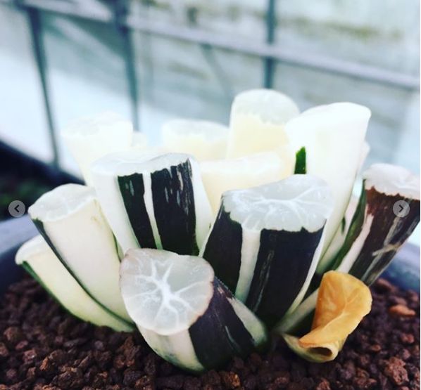 这工资还不够买一颗肉的……