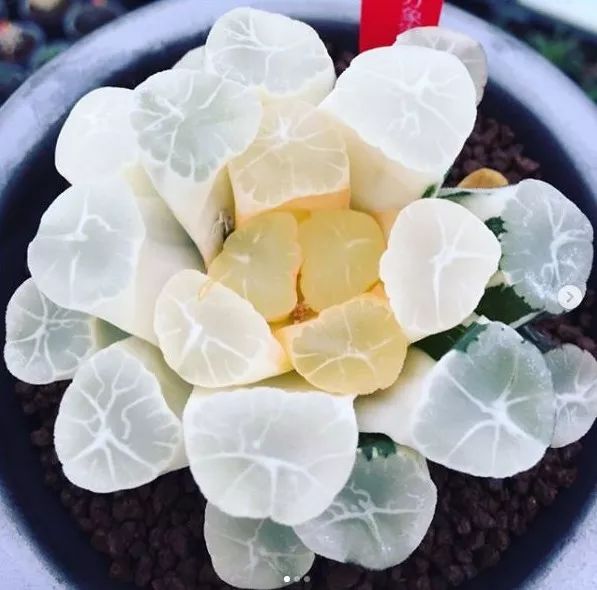 这工资还不够买一颗肉的……