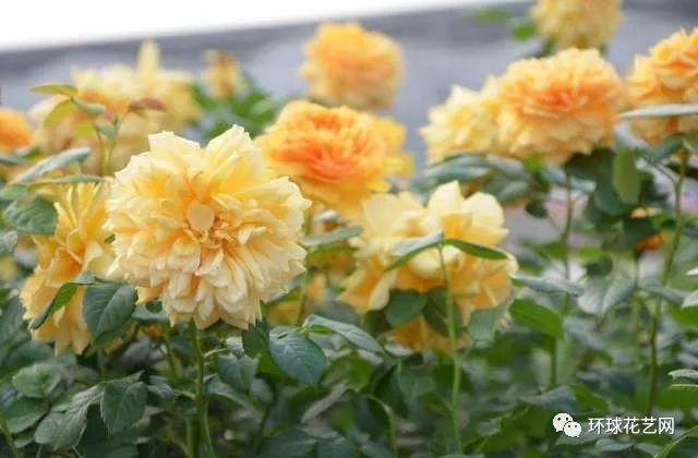 十大最稀有的玫瑰花品种图片,稀有玫瑰花品种大全图片