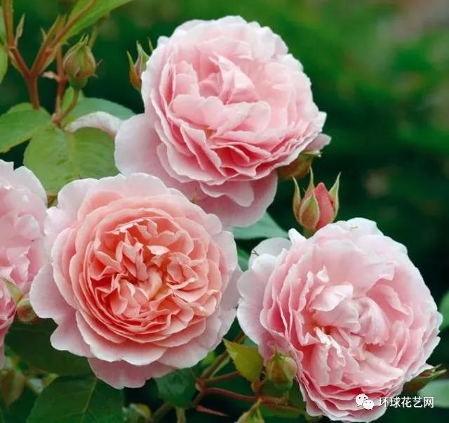 稀有玫瑰花品种大全图片,九种常见玫瑰花品种排名