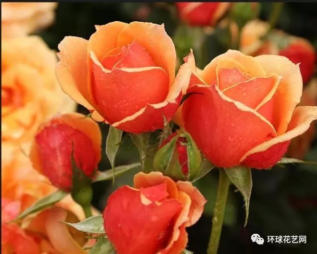 十大最稀有的玫瑰花品种图片,稀有玫瑰花品种大全图片