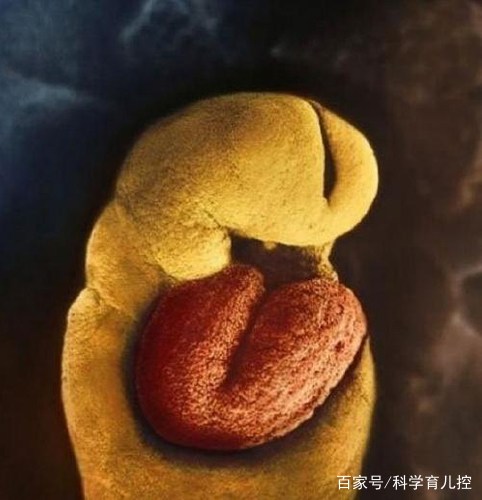 精子的产生全过程,精子从开始到最后的过程