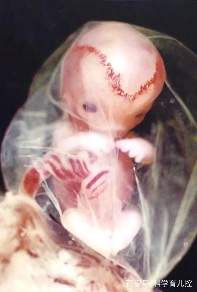 精子的产生全过程,精子从开始到最后的过程