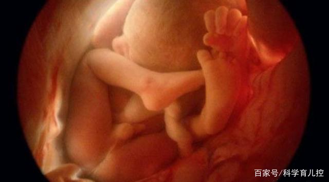 精子经过的四个过程,精子产生与吸收过程