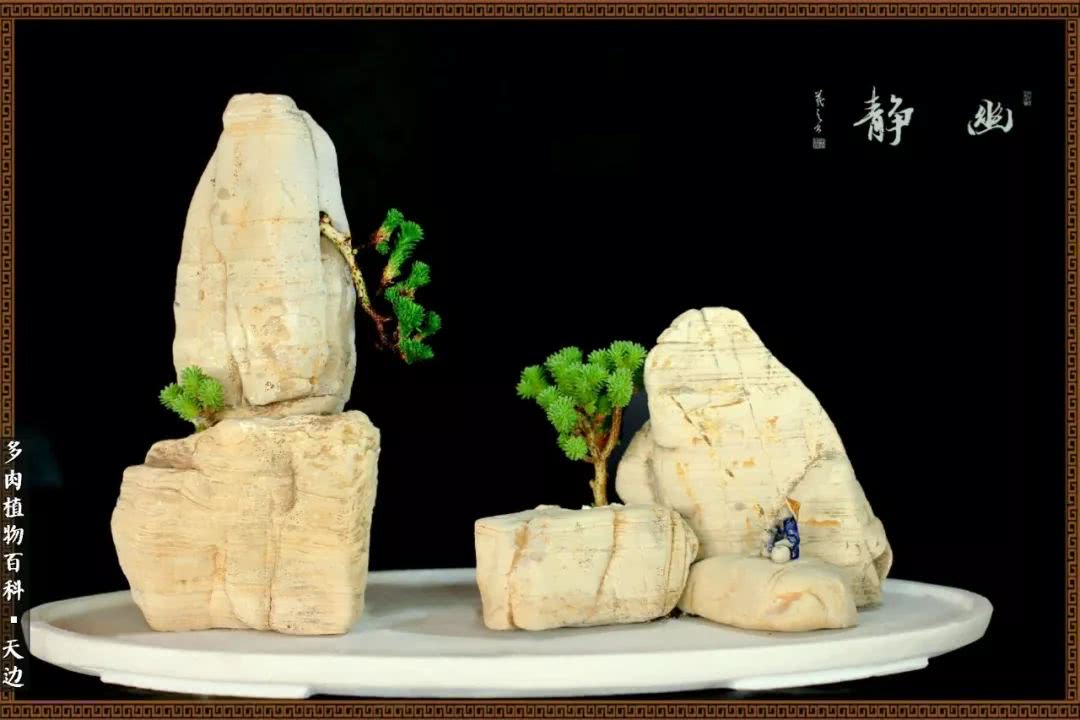 球松——不一样的美！诗一样的完美意境！