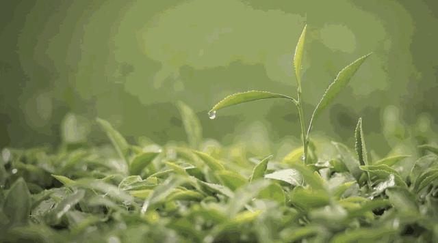 有了睫毛打底还需要睫毛膏吗,有睫毛增长液吗