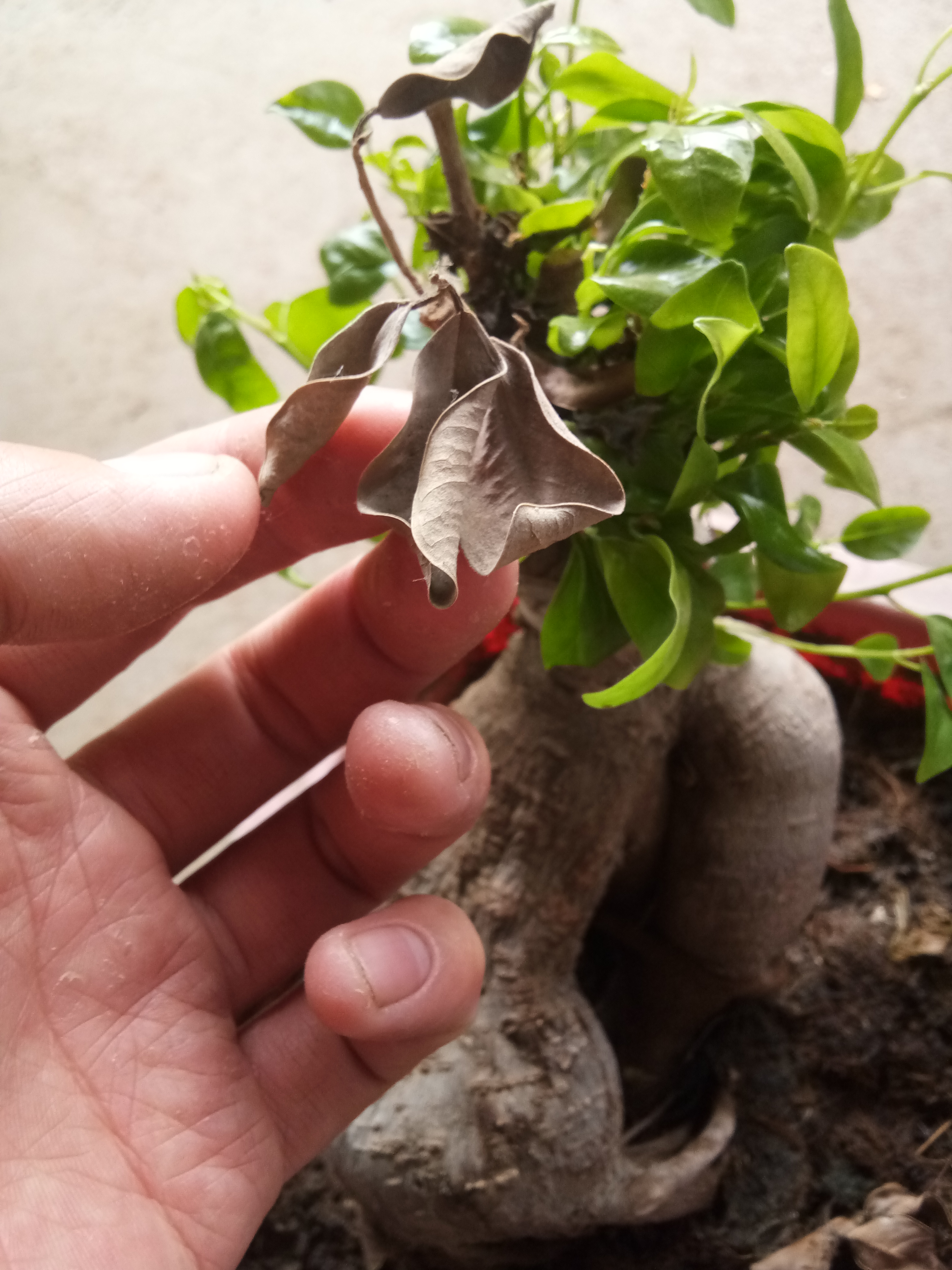 冻死了榕树怎么补救,冻死的树但树根还活着怎么挽救呢