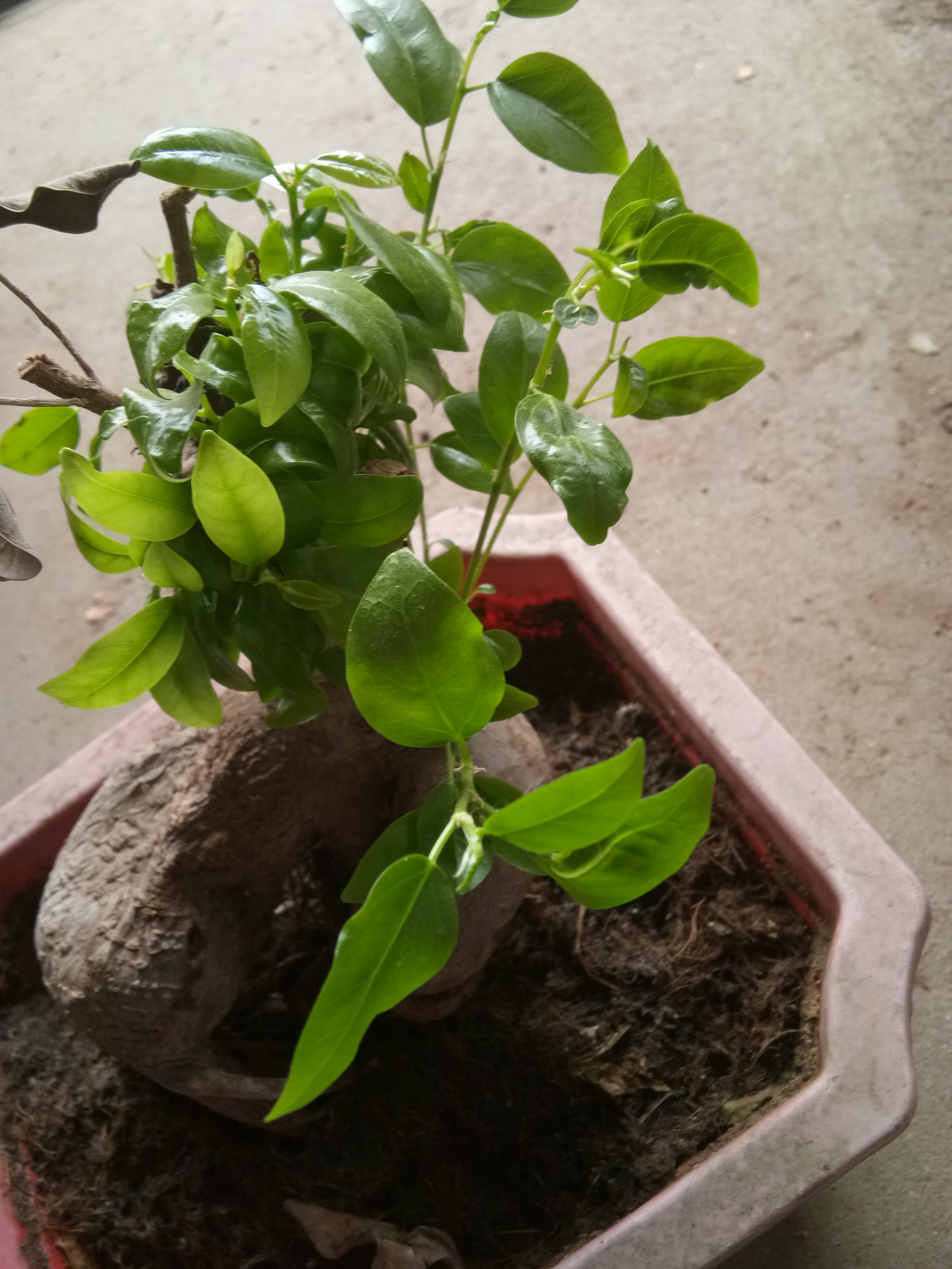 冻死了榕树怎么补救,冻死的树但树根还活着怎么挽救呢