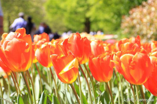 郁金香和风车有什么区别,郁金香和风车哪个好看