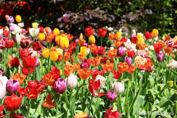 郁金香和风车有什么区别,郁金香和风车哪个好看