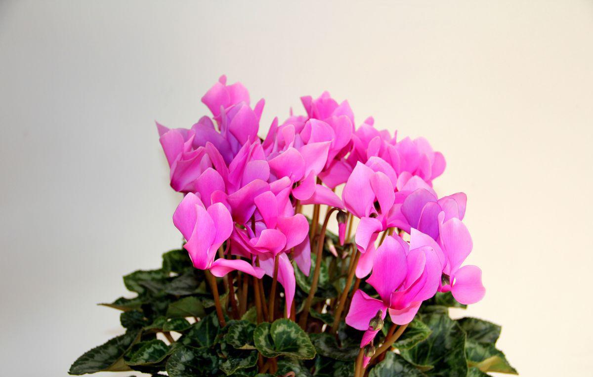 仙客来养护技巧和方法,仙客来养护的注意事项