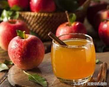 栀子花有花苞不开花浇啤酒,栀子花开花时黄叶怎么办