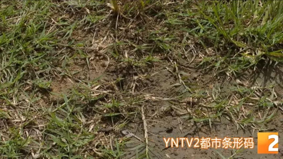 西双版纳找到最大陨石,中国陨石爱好者之如何寻找陨石