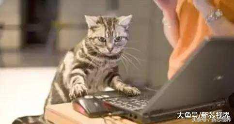 爱踢足球的猫,微笑的猫咪