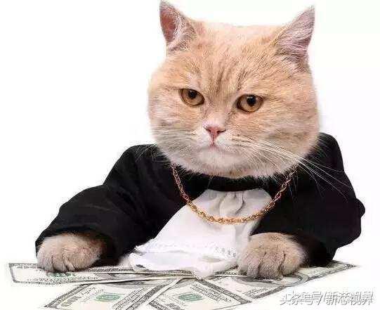 爱踢足球的猫,微笑的猫咪