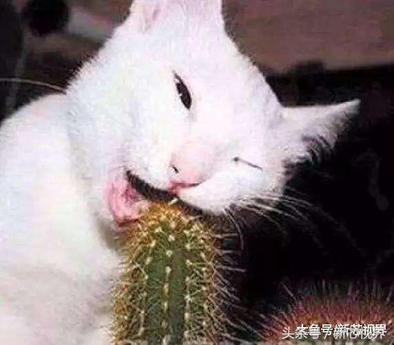 爱踢足球的猫,微笑的猫咪