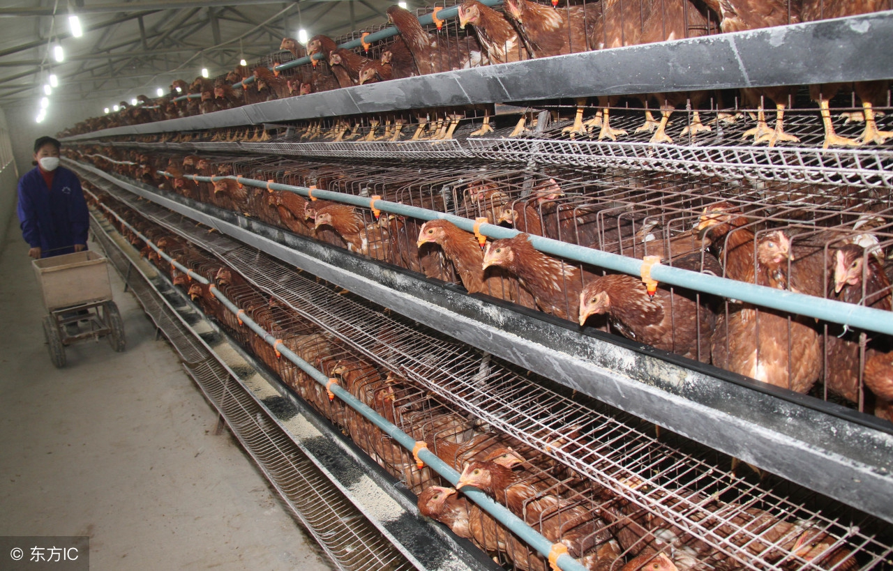 蛋鸡掉毛怎么回事,蛋鸡掉毛