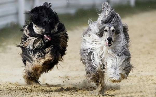 为什么禁养阿富汗猎犬,阿富汗猎犬国内能养吗