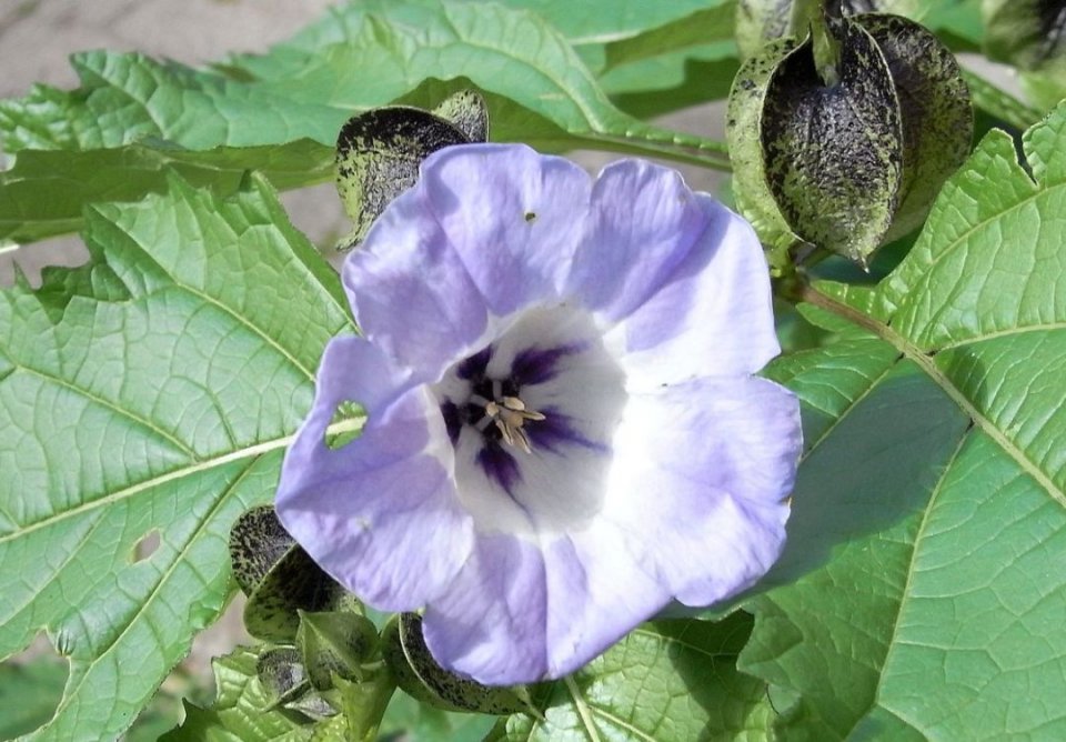 烧仙草西米露甜品大全,椰果西米芋圆凉粉烧仙草的做法